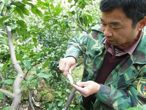 沙糖桔环割多久恢复生根