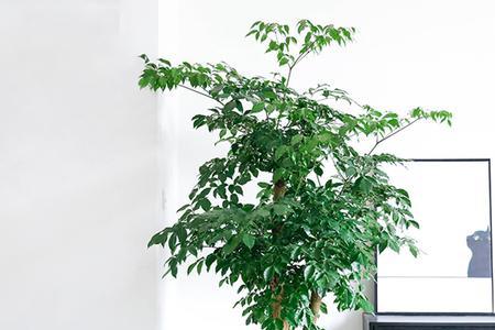 十大客厅耐冻绿植