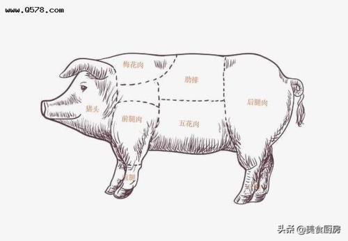 猪脖子在什么部位