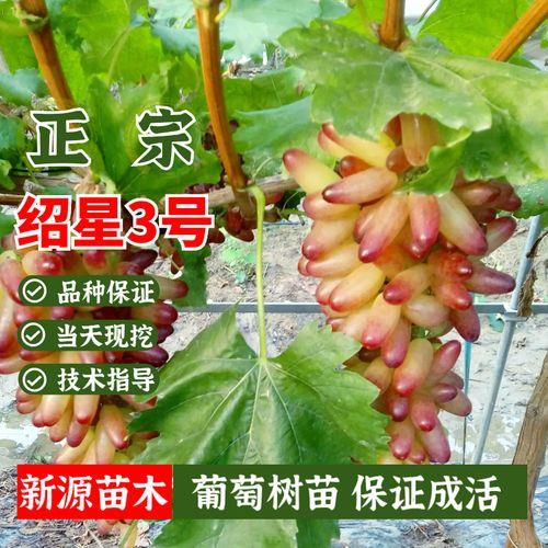 玲珑星光葡萄可以露天种植吗