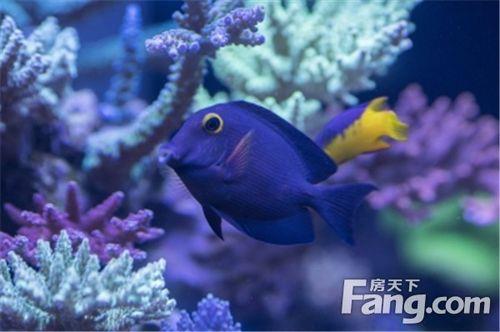 海月大招鱼能解吗