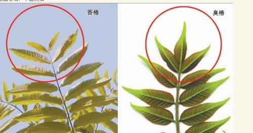 千头椿秋季叶子会变红吗