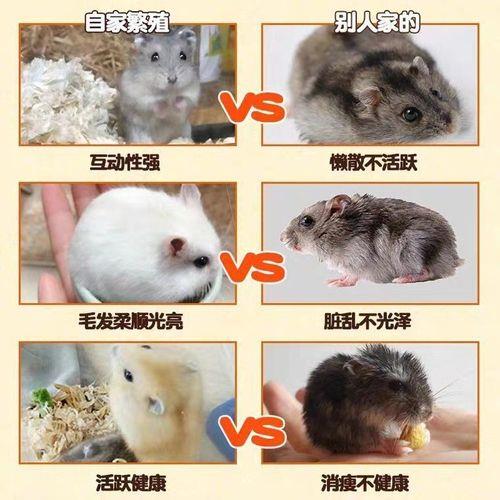 衰颓零落秋已晚打一动物呢