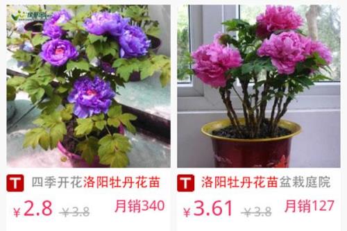 网上买的牡丹怎么处理