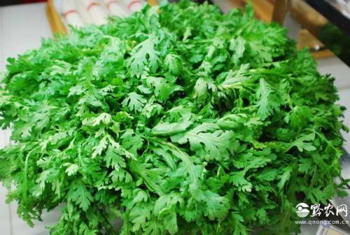 茼蒿菜冷天需要用薄膜盖上吗