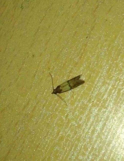 家里出现印度谷螟怎么清除，急