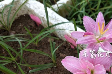 钦达风雨兰几月开花