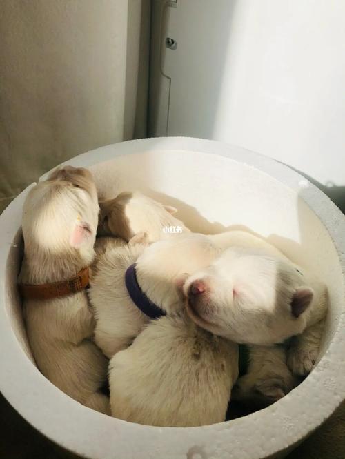 太阳幼崽怎么获得