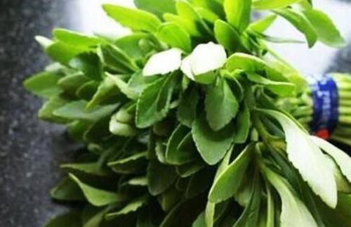 救心菜可以在室外过冬吗