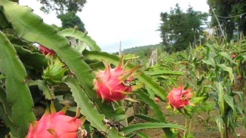 四川种火龙果能结果吗