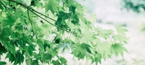 树叶过河全靠浪下句