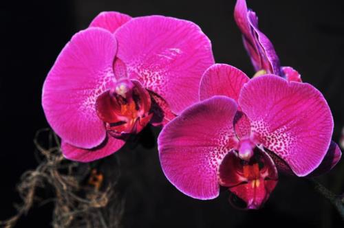 新年兰花寓意