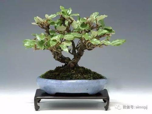 胡秃子几月份修剪