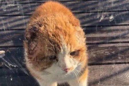 流浪猫养在楼道的危害