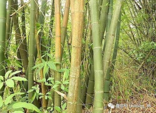 竹子为什么那么顽强