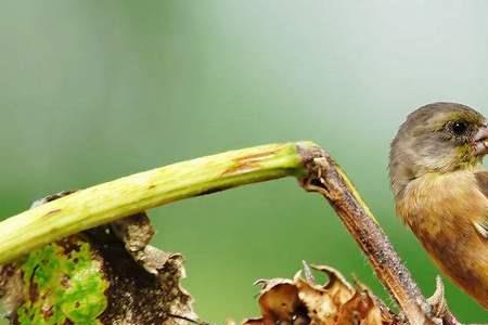 玉鸟血螨怎么治