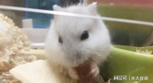 养仓鼠好还是养兔子好