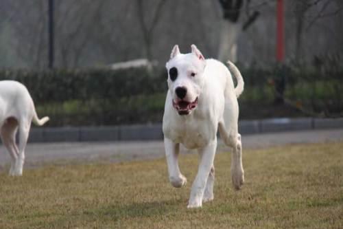 成年杜高犬体重是多少