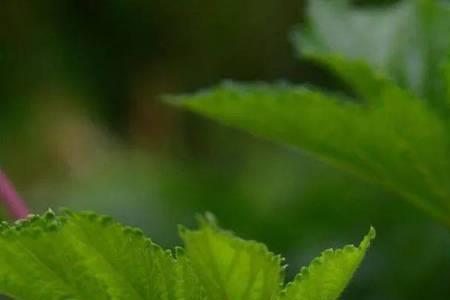 芝麻开花最好方法