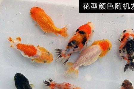 几月份买金鱼苗最好
