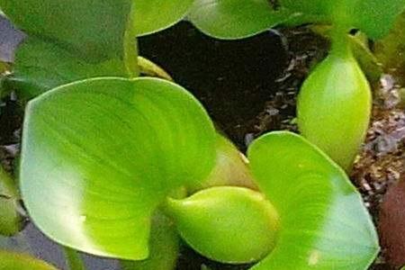 水葫芦如何清除