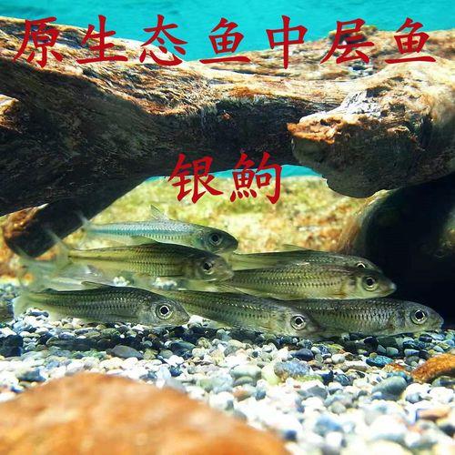 点纹银鮈鱼怎么养