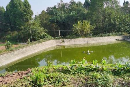 池塘的水满了什么意思