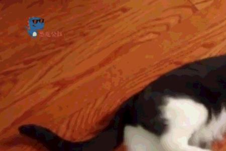 猫会咬乌龟吗