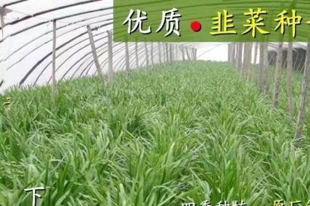 赤峰韭菜播种时间
