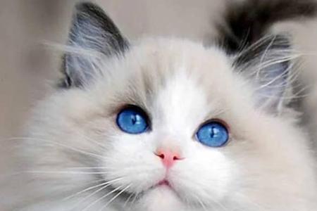 什么月份适合养猫咪