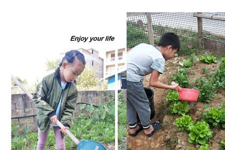劳动实践成果怎么写