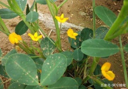 花生在结果前开花不