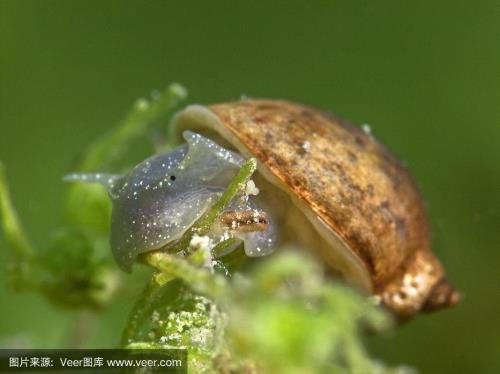 蜗牛潜水原因