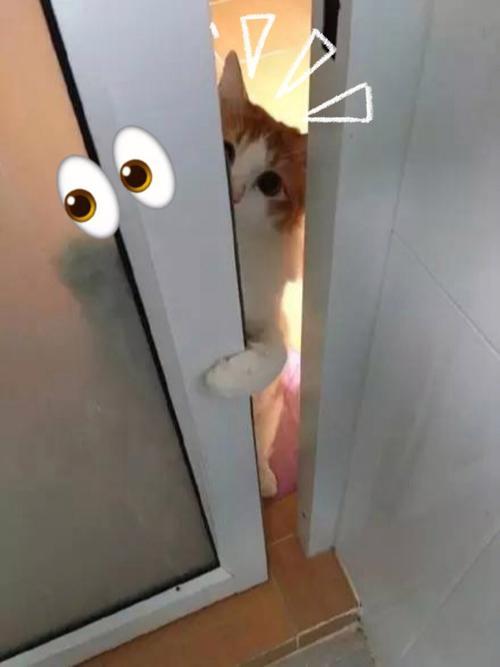 猫咪扒门叫想进屋是怎么回事
