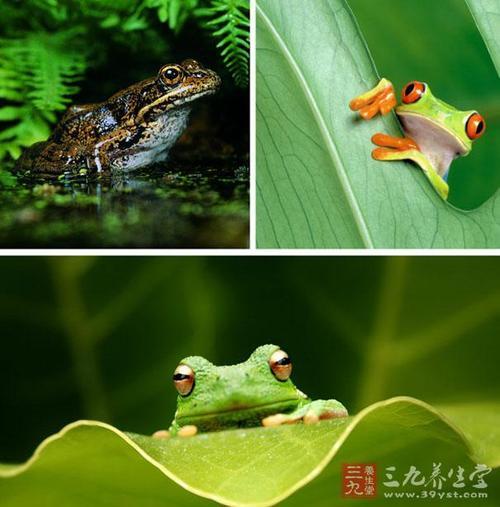 青蛙是怎么叫的