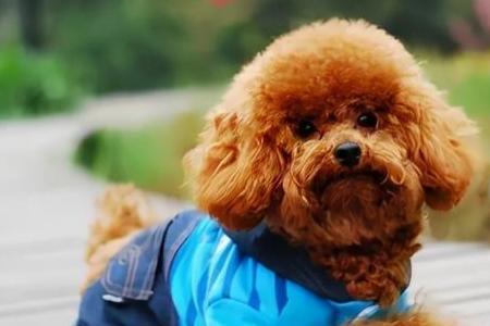 泰迪形容天蝎是什么意思