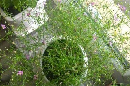 白花满天星的叶子