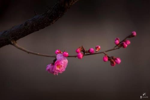 红尘过客是什么意思