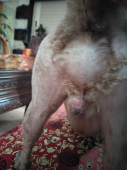 泰迪犬撅屁屁怎么办