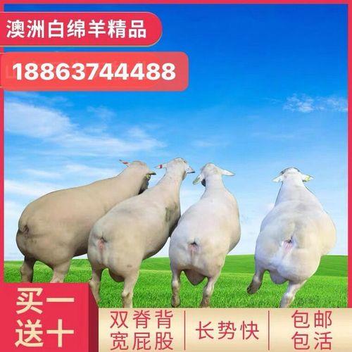 猪体型大还是绵羊体型大
