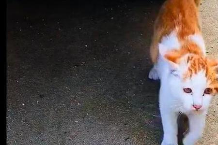 流浪猫在家门口赖着不走怎么办