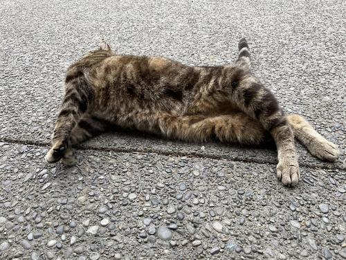 开车撞死猫交警会管吗