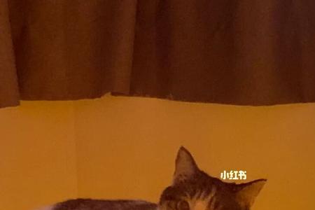 猫咪可以一直呆在猫柜吗