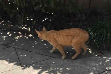 橘猫平均身长