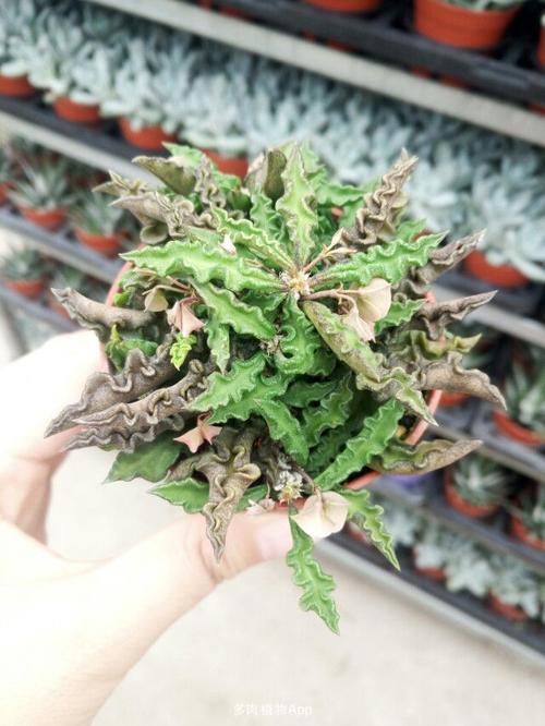 毛青叶麒麟寿命有多长