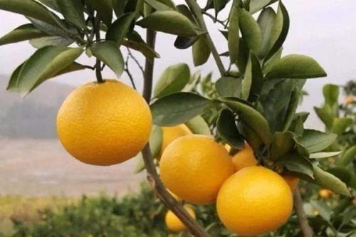 冬天涨泥里的水果