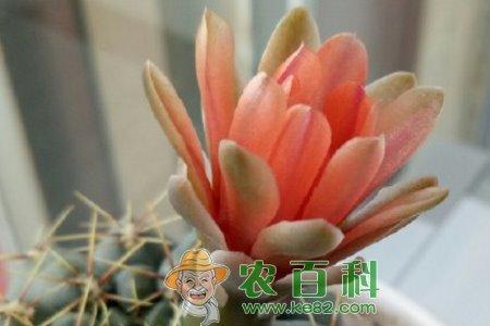 绯花玉几年能开花