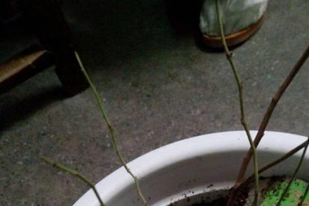 蓝莓移栽后枯萎的补救