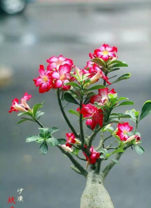 赫漠沙玫瑰的花语