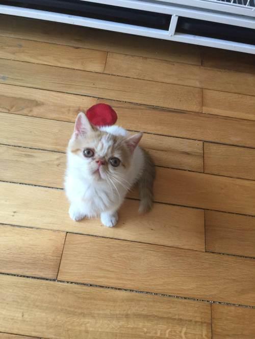 公加菲猫高冷吗